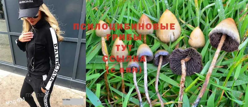 Галлюциногенные грибы Psilocybine cubensis  Кирсанов 